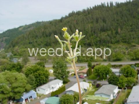 stickleaf, whitestem